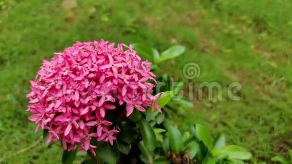 在粉红色的花朵上红色的蚂蚁一束粉红色的花朵植物视频的预览图
