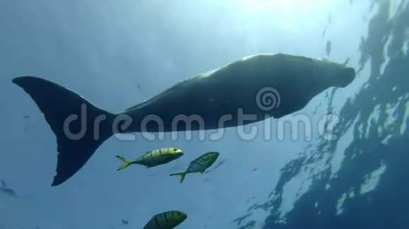 海牛杜贡杜贡正慢慢地在水面下游泳伴随着一群金牛视频的预览图