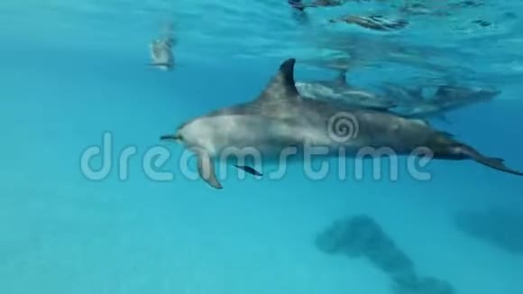 一群海豚在清晨的阳光下在蓝色的水面下游泳特写视频的预览图