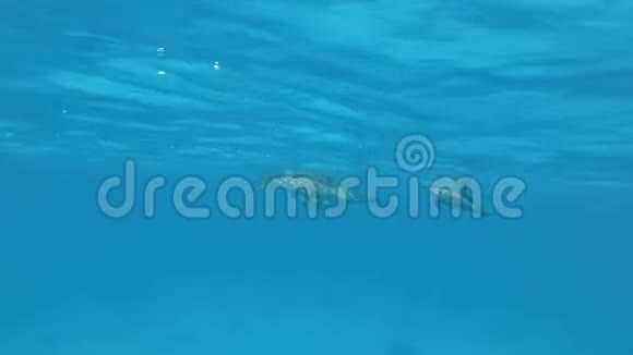 一群海豚正慢慢靠近游得很近水下射击失魂落魄视频的预览图