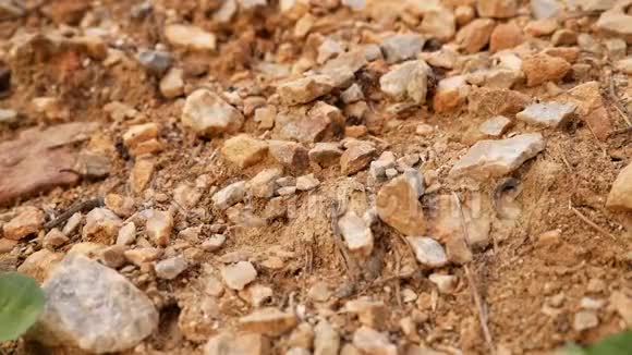 蚂蚁在工作沿着满是石头的小径运送食物视频的预览图