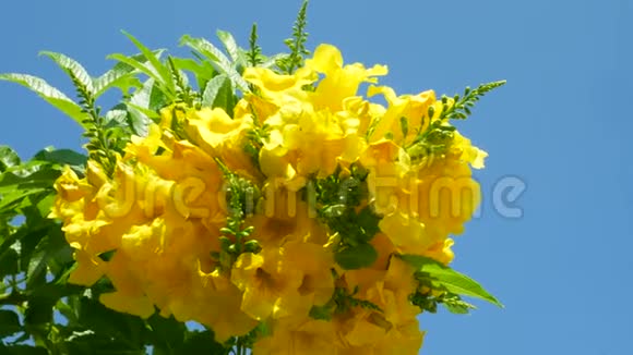 蓝天背景下绿树上的黄色花朵视频的预览图