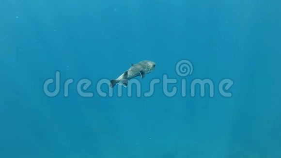 斑鳍豪猪和较干净的鱼在蓝水中游泳斑点豪猪鱼Diodonhystrix视频的预览图