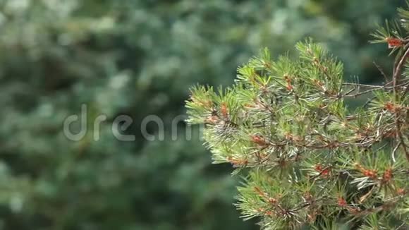 松枝在模糊的绿色森林上视频的预览图