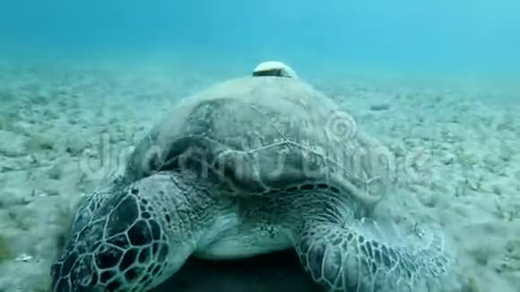 海龟壳上的鱼在底部吃海草视频的预览图