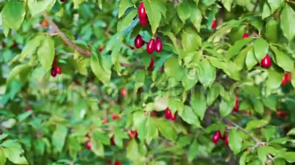 红浆果成熟在树上叶间树枝上浸满的茱萸红色浆果视频的预览图