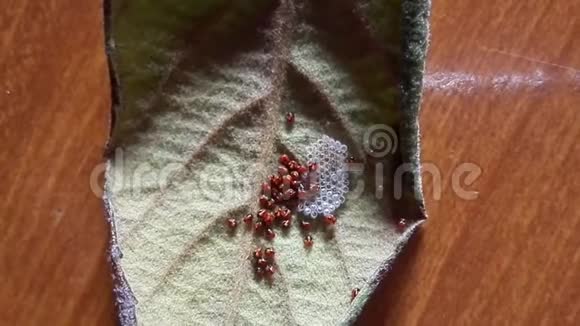 小的刚出生的瓢虫在叶子里活动视频的预览图