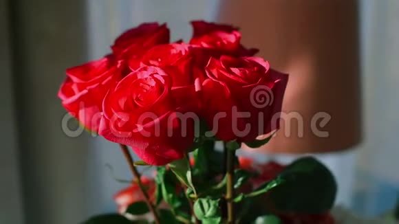一束红玫瑰的特写视频的预览图