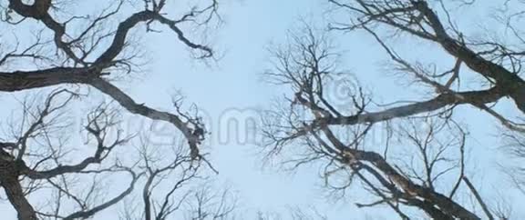 模仿落叶林中令人不安的蓝天视频的预览图