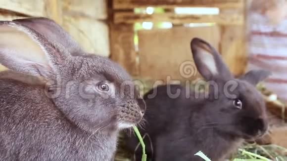 小灰兔在笼子里吃新鲜草的画像视频的预览图