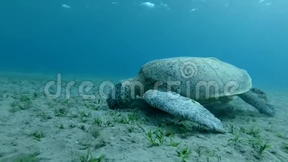 大海龟吃在水流中摇曳的绿色海草绿海龟切洛尼亚视频的预览图
