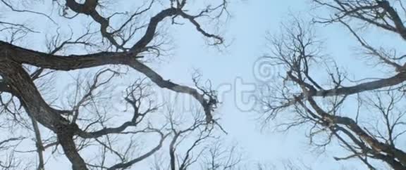 落叶树裸枝的顶部POV视图冬季森林或公园视频的预览图