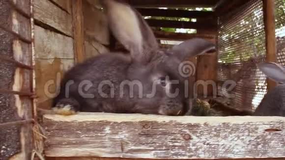 小灰兔在笼子里吃新鲜草的画像视频的预览图