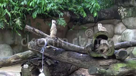 4k动物园里的猫鼬或鼬视频的预览图
