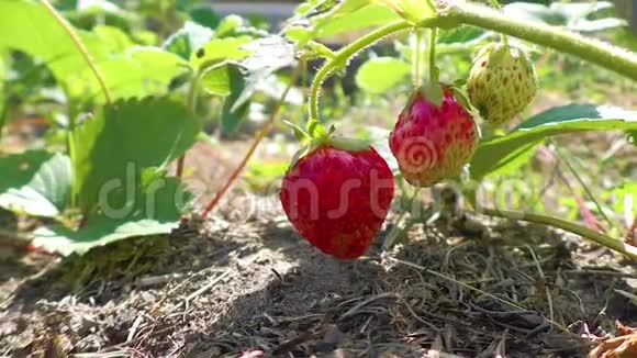 在花园里生长的草莓植物视频的预览图