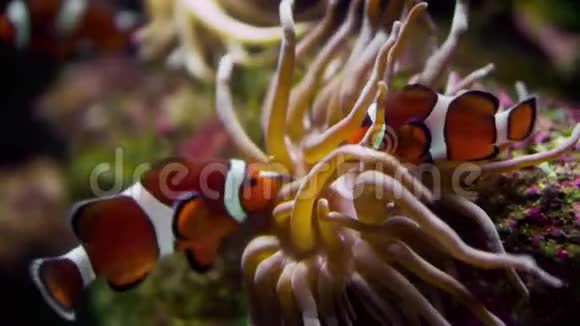 暗礁底部的小丑鱼视频的预览图