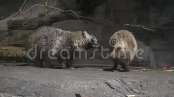 动物园黑暗洞穴中的4k浣熊狗视频的预览图