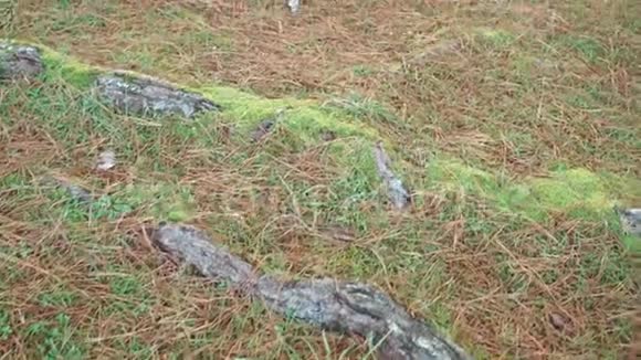 针叶树的纹理根苔藓在森林中散布着红干松针和绿草视频的预览图