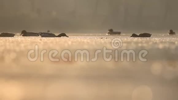 野鸭在朝阳下游湖视频的预览图