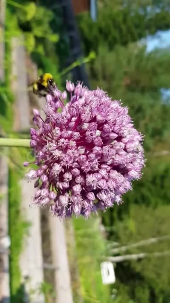 洋葱花上的大黄蜂洋葱花与昆虫的授粉美丽绽放的洋葱紫丁香球关闭视频的预览图