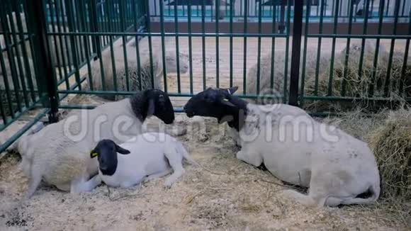 动物展览会贸易展览会上吃干草的羊群视频的预览图