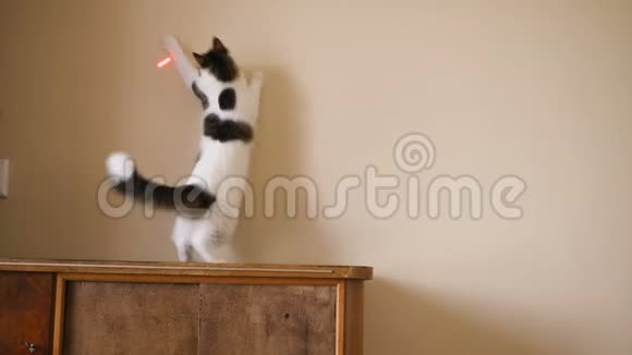 有趣的猫在墙上捕捉到一个激光指针视频的预览图