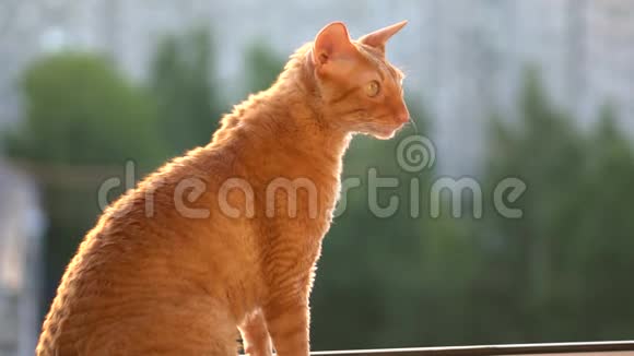 可爱的红猫在夏天的晴天坐在窗户上环顾四周高清慢视频视频的预览图