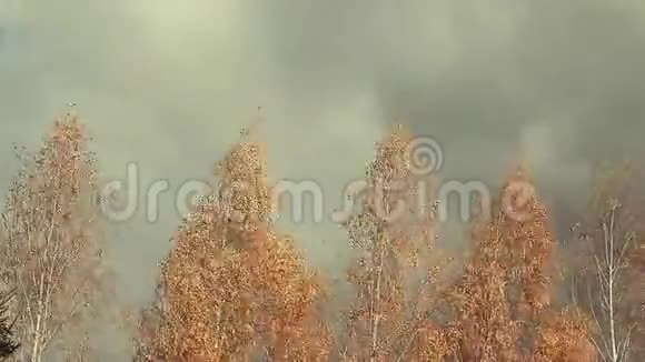 秋天的桦树蓝天视频的预览图