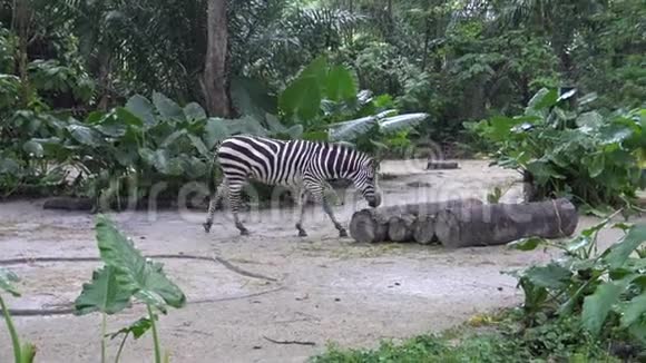 4K平原斑马在动物园也被称为普通斑马或波切尔斑马视频的预览图