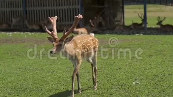 自然界中的斑点鹿鹿走过田野视频的预览图