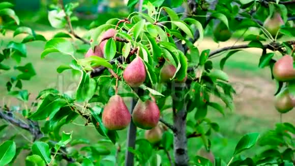 花园里的梨子放在麦皮树上夏天拍摄的梨树细节视频的预览图