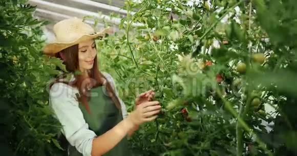 女人在温室里检查番茄视频的预览图