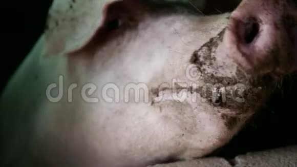 有机养殖场猪舍有泥鼻子的健康猪特写视频的预览图