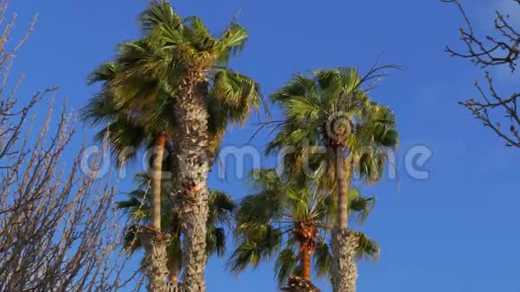阳光明媚的一天棕榈树在风中摇曳视频的预览图