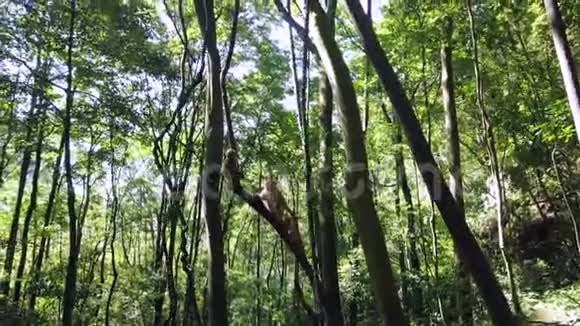 中国野生猴子爬树视频的预览图