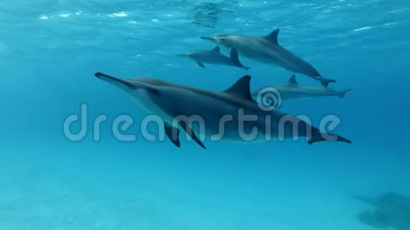 一群海豚在蓝色的水面下游泳慢动作特写低角度拍摄水下拍摄视频的预览图