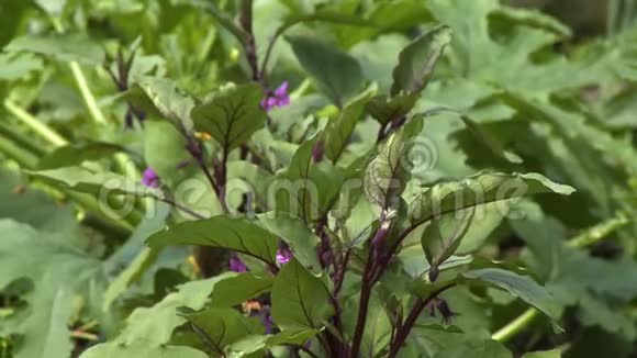 紫茎绿叶的菠菜视频的预览图