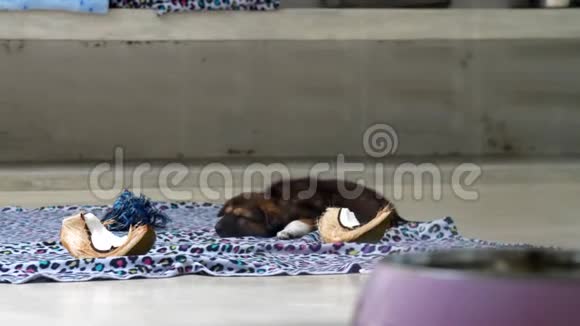 深色皮毛的小狗安静地睡在温暖柔软的地毯上视频的预览图