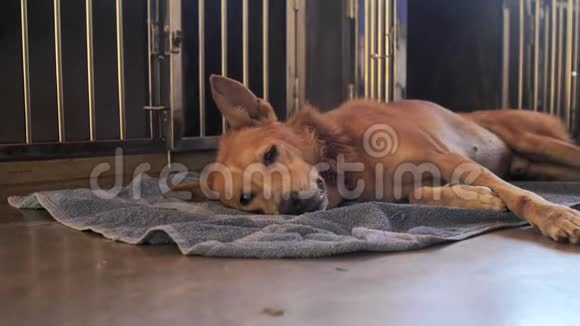 可爱的大姜无家可归的狗躺在灰色地毯上休息视频的预览图