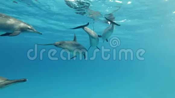一群海豚在蓝水中慢慢地在水面下游泳慢动作特写低角度拍摄跟随拍摄视频的预览图