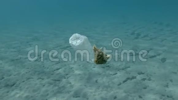 塑料污染一只美丽的裸鳃海兔沿着塑料瓶爬行漂浮在沙底上方的水面上视频的预览图