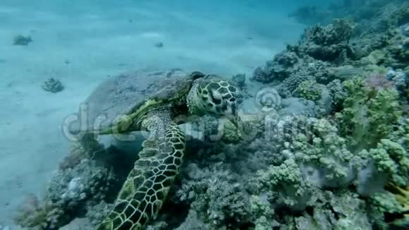海龟坐在珊瑚礁上慢慢咀嚼柔软的珊瑚鹭海龟或碧莎鹭视频的预览图