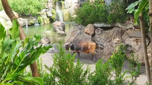 野牛黑褐色的野生动物园在湖边散步视频的预览图