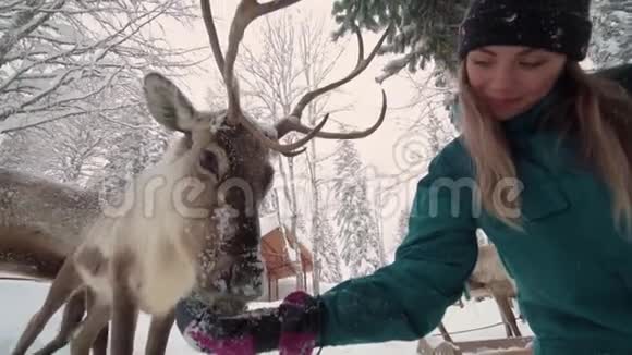滑雪场娱乐活动冬林中的少妇和鹿女人喂鹿女孩喂鹿鹿场视频的预览图
