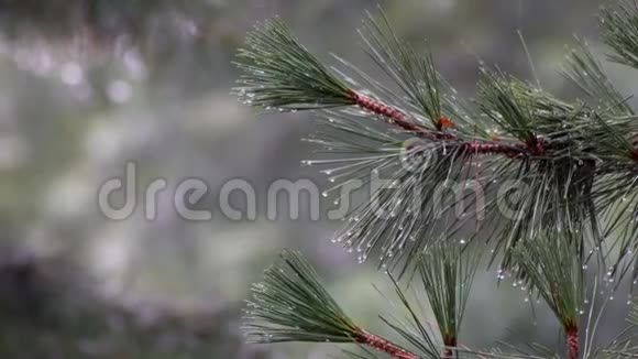雨中的树雨滴下的树木视频的预览图