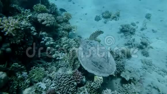 慢动作海龟在水面下的珊瑚礁附近慢慢游动鹭海龟或碧莎鹭视频的预览图