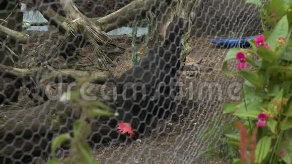 黑公鸡在院子里啄食视频的预览图