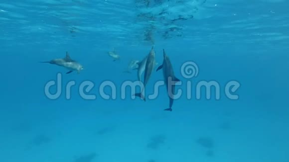 三只海豚直立互相交流动物在野生动物中的交流慢动作视频的预览图