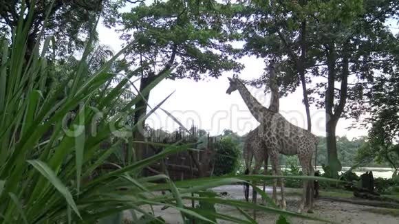 长颈鹿在动物园里吃树上的食物GiraffaCamelopardalis视频的预览图