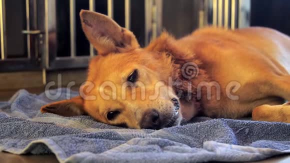 一只长着聪明眼睛的大姜无家可归的狗躺在蓝色毛巾上视频的预览图
